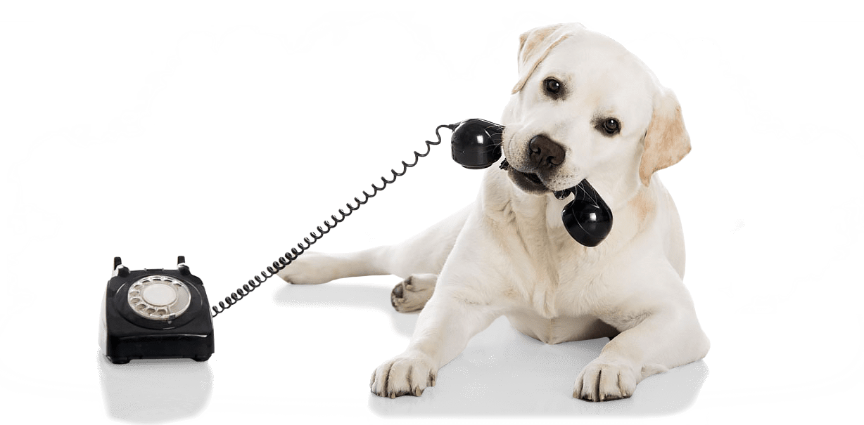 Contact Service Animals Australia