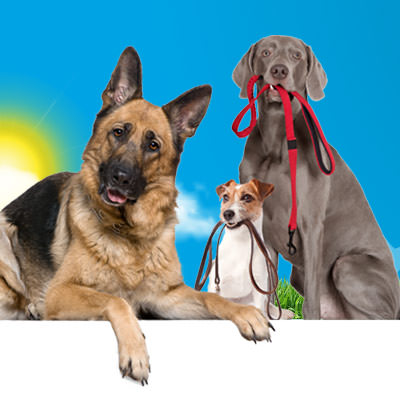 Dog Training Service Animals