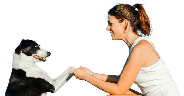 Therapy Dog Training At Home Use